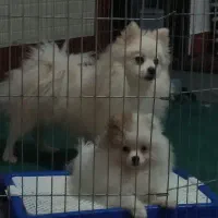 پامرانین|سگ|خوی, |دیوار