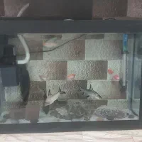 اکواریم با ماهی|ماهی|یزد, |دیوار