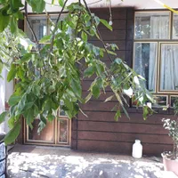 اجرای نمای سیمان بری طرح سنگ وچوب|خدمات پیشه و مهارت|شهرکرد, |دیوار