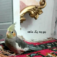 عروس هلندی و جوجه عروس آهویی ماده تخم گذار