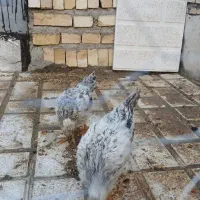 دو تا جوجه محلی