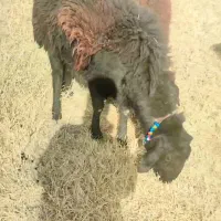 باسلام|حیوانات مزرعه|کوراییم, |دیوار