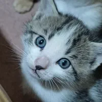 واگذاری بچه گربه سه ماهه