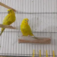 مرغ عشق|پرنده|قم, زنبیل آباد|دیوار