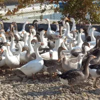 غاز محلی دو ساله و سه ساله|حیوانات مزرعه|ارومیه, |دیوار