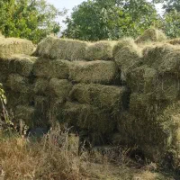 یونجه پرس