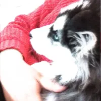 واگذاری توله هاسکی|سگ|ارومیه, |دیوار