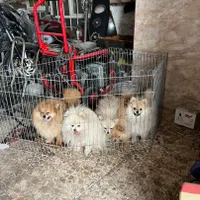 گمشده