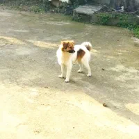 سگای زیبا|سگ|تولم شهر, |دیوار