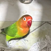 پرنده