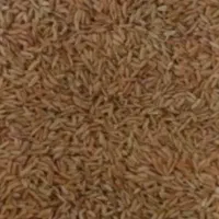 چلتوک چلتیک