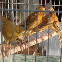 ماده قناری جوان|پرنده|کرمان, |دیوار