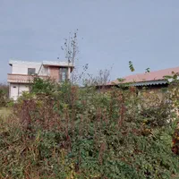 فروش زمین کشاورزی برای کاشت کیوی|فروش زمین و ملک کلنگی|تالش, جوکندان|دیوار