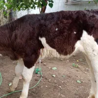 گوساله ماده مونت|حیوانات مزرعه|سیمین شهر, |دیوار