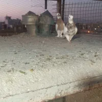 کفتر
