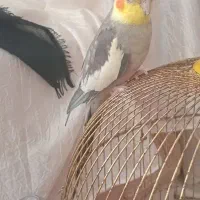 عروس هلندی سرحال