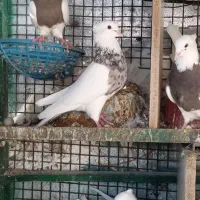 14طوقی درجه یک کرمانشاهی پالخت نامبروان آدرس بستک