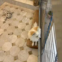 سگ خانگی پامر|سگ|یزد, |دیوار