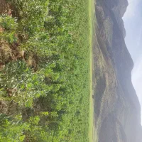 باقالی شاخ بزی دانه درشت