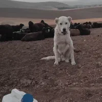 واگذاری سگ ۲ ساله سرابی نر و ماده