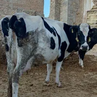 گاو با گوساله ماده درجه یک کاه خور|حیوانات مزرعه|الیگودرز, |دیوار