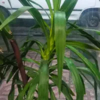 گل فروشی