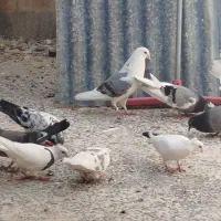 کبوتر کفتر