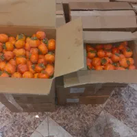 خرمالو درشت و متوسط|خوردنی و آشامیدنی|خلجستان, |دیوار