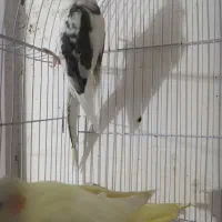 عروس هلندی|پرنده|قم, علی آباد|دیوار