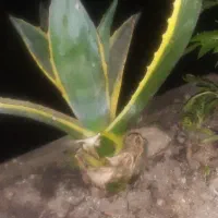 ژل الوورا استحصال وبصورت تازه وبرگ