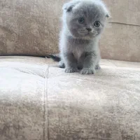 اسکاتیش بلو