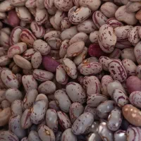 لوبیاچیتی پاکوتاه