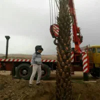 نــخـل|خدمات باغبانی و درختکاری|تهران, پونک|دیوار
