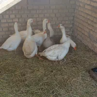 پنج عدد غاز|حیوانات مزرعه|شادگان, |دیوار