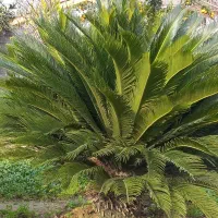 فروش سیکاس بزرگ و بابا آدم سبز