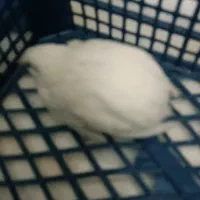 بلدرچین مینیا توری