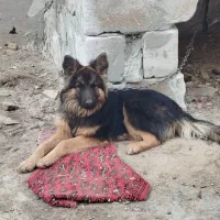 سگ ژرمن اصیل