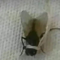 حیوون خونگی