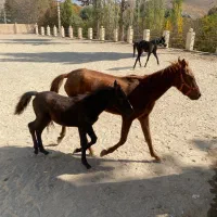 یک اسب مادیون وکره قیمت پایین