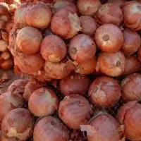 پیاز کله درشت رستورانی