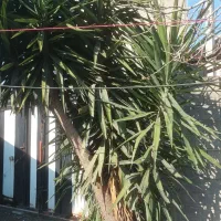 گل یوکا فروشی