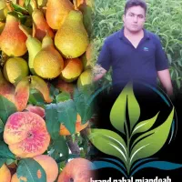 برای ادمین فروش نهال درصدی با من در ارتباط باشید|استخدام بازاریابی و فروش|گرگان, |دیوار