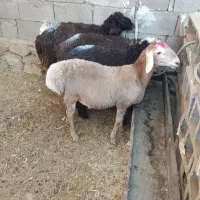 بره سبک مخصوص داشت و پروار