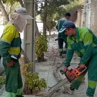 قطع درخت محمدی|خدمات باغبانی و درختکاری|رامشیر, |دیوار