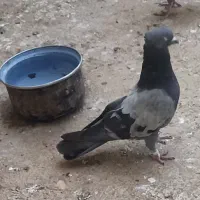 کبوتر چایی و پرپا زینتی