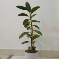 گل فیکوس|گل و گیاه طبیعی|خواف, |دیوار