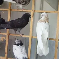 کبوتر،دست پر کله بور زاغ سوسک...