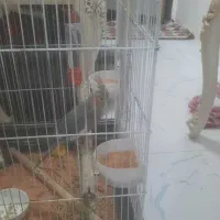 عروس هلندی نر و ماده