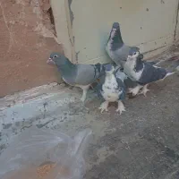 خرقه ابری|حیوانات|اصفهان, مولوی|دیوار