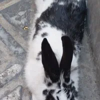 حیوان خانگی خرگوش|موش و خرگوش|دورود, |دیوار